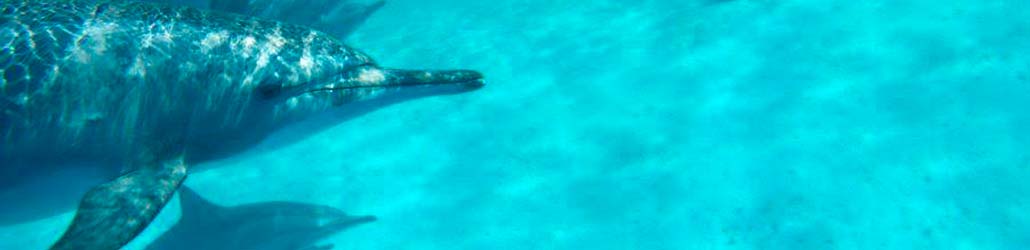 header dolphintouch